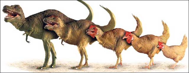 dinozor-tavuk