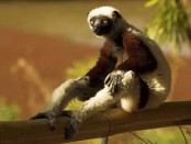 madagaskar-lemur