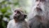 Maymunlar Hakkında İlginç Bilgiler