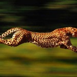En hızlı hayvan hangisdir?