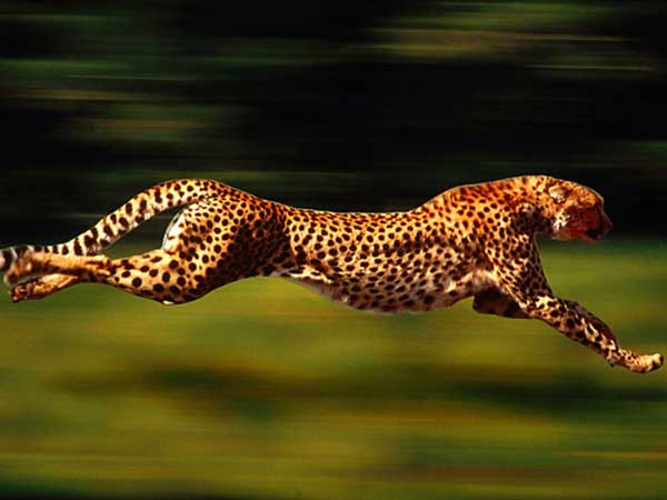 dünyanın en hızlı hayvani