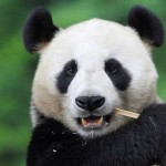 Pandalar Hakkında Bilgi