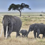 Filler Hakkında İlginç Bilgiler